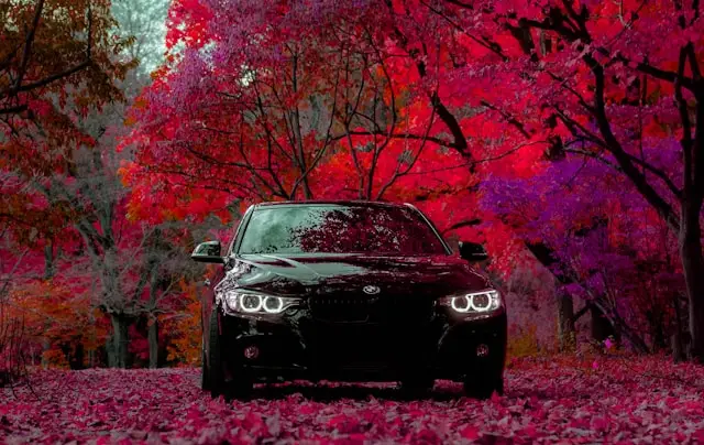 BMW Série 3 noire dans une forêt en Automne